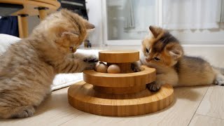 Cute kittens who quickly get used to playing with toys theyve never seen before [upl. by Spindell958]