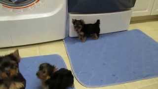 10 week old yorkie puppies from MIRACLE YORKIES [upl. by Katey]