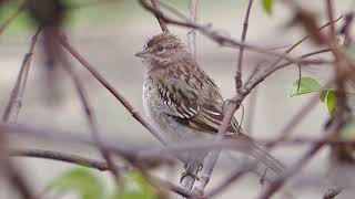 Sweet Juvenile Lark Sparrow OC Sep 2024 [upl. by Wistrup157]