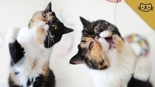 Exotic Shorthair Cat Has Flatface Problems [upl. by Malcolm897]