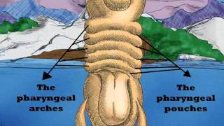 Embryology and thyroid gland [upl. by Kram]