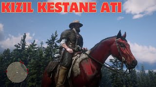 KIZIL KESTANE RENGİ EFSANE ATI YAKALADIK RED ARABİAN HORSE  Red Dead Redemption 2 Türkçe [upl. by Legir]