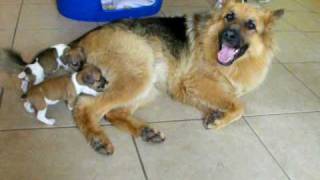 Orphaned Jack Russell Pups and German Shepherd Dog [upl. by Rafa480]