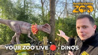 🔴 Your Zoo LIVE Dinos [upl. by Ariam]