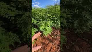 primeiro corte de moringa oleifera rural agro fazenda fazenda roça agricultura silagem [upl. by Oecile]