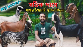 সঠিক দামে খামার উপযোগী ছাগল কিনুন সজল ভাইয়ের বাণিজ্যিক ভামার থেকে। [upl. by Allicerp]