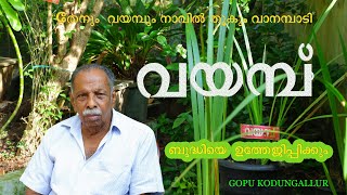 ബുദ്ധിയും ഓർമശക്തിയും വർധിപ്പിക്കുവാൻ വയമ്പ് Gopu Kodungallur  Vayambu  Sweet flag [upl. by Ahselrac]