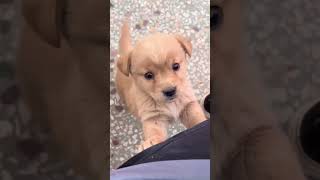 Cachorro filhote latindo  cute cute [upl. by Barbi614]