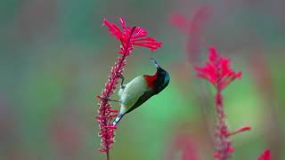 15 Fork tailed Sunbird Aethopyga christinae🐦🕊️ 🦜🎵❤️ The Most Stunning Bird Songs  Birds [upl. by Dawson]