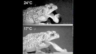 Toad feeding at two temperatures [upl. by Werra]