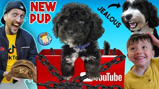 NEW PUPPY Surprise YOUTUBE Sent Us This BOX FV Family Surprise Oreos Brother Vlog [upl. by Ellinnet]