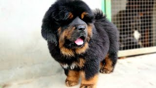 Tibetan Mastiff puppy  919417730301  HKKTibetanMastiffs [upl. by Mears]