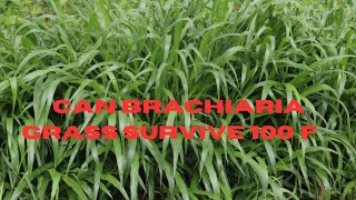 Growing brachiaria grass in hot dry weather consideration FarmingInAfricaOfficial [upl. by Alien]