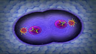 Cell Cycle  Fundamentals of Biology [upl. by Aiak]