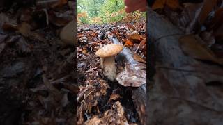 Boletus reticulatusaestivalis Oktober 6th shorts new forest nature viralshort trending wood [upl. by Eirrahs222]