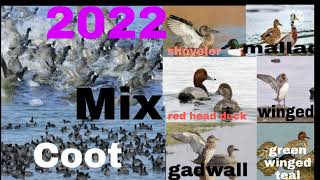 duck Coot Sounds Call mix birds Best amazing Madall duck [upl. by Elockcin]