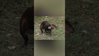 Red Rumped agouti Explained 🐭🔴🌾 ratsciencenaturebirth rodentecologybiologyfriendsfyp1m [upl. by Tracey]