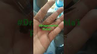 🦗AnisopteraDarnerDarning NeedleDevils ArrowDevils Darning NeedleDragonflies are Predatory [upl. by Wearing]