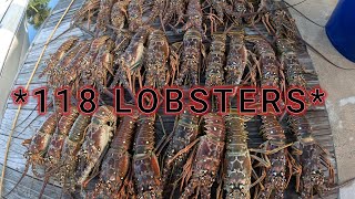 How we caught 118 LOBSTERS Almost 10diver limit Lobster MINIMINI season [upl. by Repard]