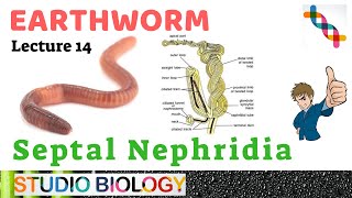 Class 11Zoology LecturesDiscuss the Structure of Septal Nephridia with diagram in Earthworm214 [upl. by Rehpotsihc]