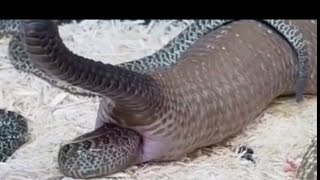 SNAKES GIVING LIVE BIRTH 😱😱 SHOCKING 😱 [upl. by Nairbal]