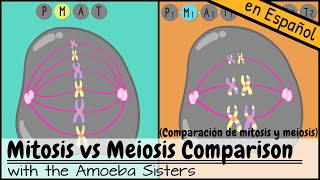 Comparación de mitosis y meiosis [upl. by Willman861]