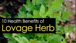 10 Best Lovage Herb Health Benefits [upl. by Bigod]