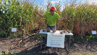 2024 Corn Rootworm Management Plot Trial [upl. by Upali]