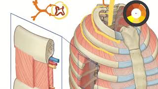 Thorax review Nerves amp arteries [upl. by Goddart]