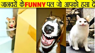 जानवरों के ऐसे Funny Moments जो आपको हसा देंगे  Funny Moments Of Animals  shorts [upl. by Brookhouse590]