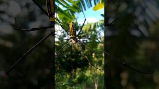 The Giant Golden OrbWeaver Nephila pilipes [upl. by Goodyear874]