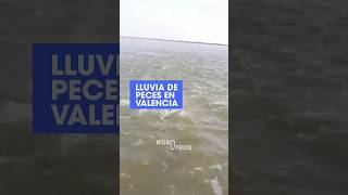 Llovieron peces en Valencia España 😮 [upl. by Ariajaj]