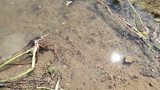 100 Rasbora Daniconious and Two Spoted Barb Fish in Tapi River [upl. by Ahsek]