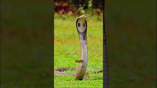 Fascinating Facts about Wild Mammals and Reptiles animals shortvideo subscribe wildlife facts [upl. by Ellehcen482]