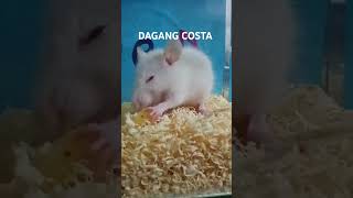 DAGANG COSTA daga costa shortvideo [upl. by Morganica201]