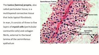 An InDepth Look at Seminiferous Tubule Histology [upl. by Cheryl978]