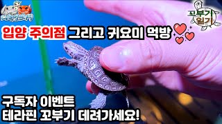 귀여운 아기 테라핀을 데려오는 과정 그리고 구독자 이벤트 [upl. by Naillik965]