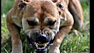 UNLEASHED Part 2 2024 Documentary Pitbull Fighting Exposed [upl. by Ehtiaf649]