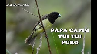 PAPA CAPIM TUI TUI PURO  TREINAMENTO [upl. by Laux]