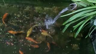 Relaxing sound of trickling water in a simple fish pond [upl. by Martsen76]