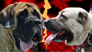 Kangal Shepherd Dog vs English Mastiff Fight  Who is more Stronger [upl. by Leciram]