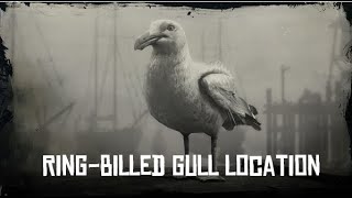 RDR2 RingBilled Gull Location SPAWN LOCATION [upl. by Stuart]