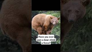 No fence was keeping this blackbear from the delicious dandelions wildlife nature [upl. by Radek]