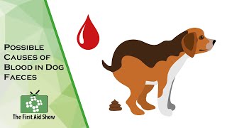 Understanding Blood in Your Dogs Stool Common Causes and Concerns [upl. by Zoba]