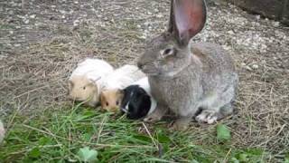 Kaninchen Hasen Meerschweinchen Riesenschecken Deutsche Riesen am Ferienhof Sturmgut [upl. by Fidelio]