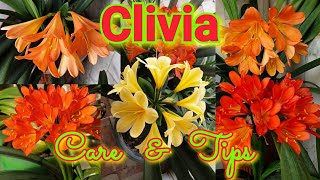 Clivia  Care and Growing Tips [upl. by Burl135]