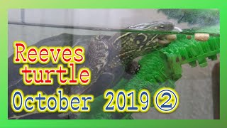 Turtle hibernation preparation Reeves turtlekameko in October 2What is her appetite [upl. by Gabey]