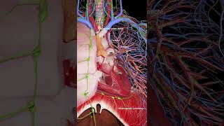 3d anatomy of the heart and thymus anatomy 3dmodel meded [upl. by Yleve771]