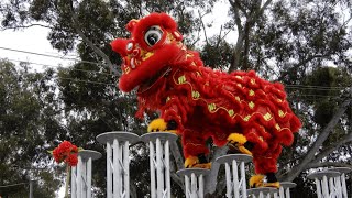 Lion on High Poles  Jongs 2024 Cabramatta Moon Festival  Sydney Yun Yee Tong [upl. by Philips]