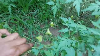 முடக்கத்தான் கீரை Mudakathan Keerai BALLOON VINE  CARDIOSPERMUM HALICACABUM PLANT [upl. by Pironi]